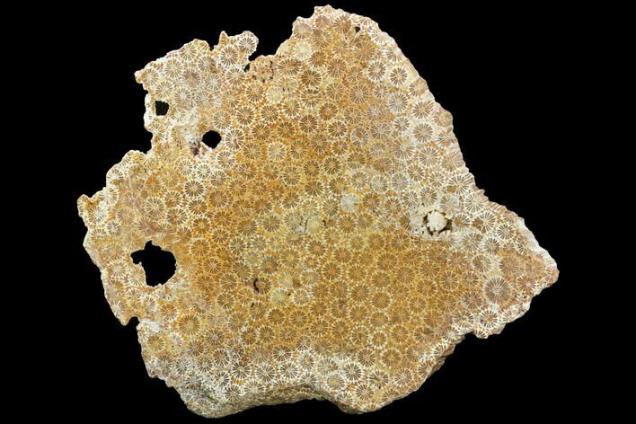 Polished, Fossil Coral Slab - Indonesia #121937